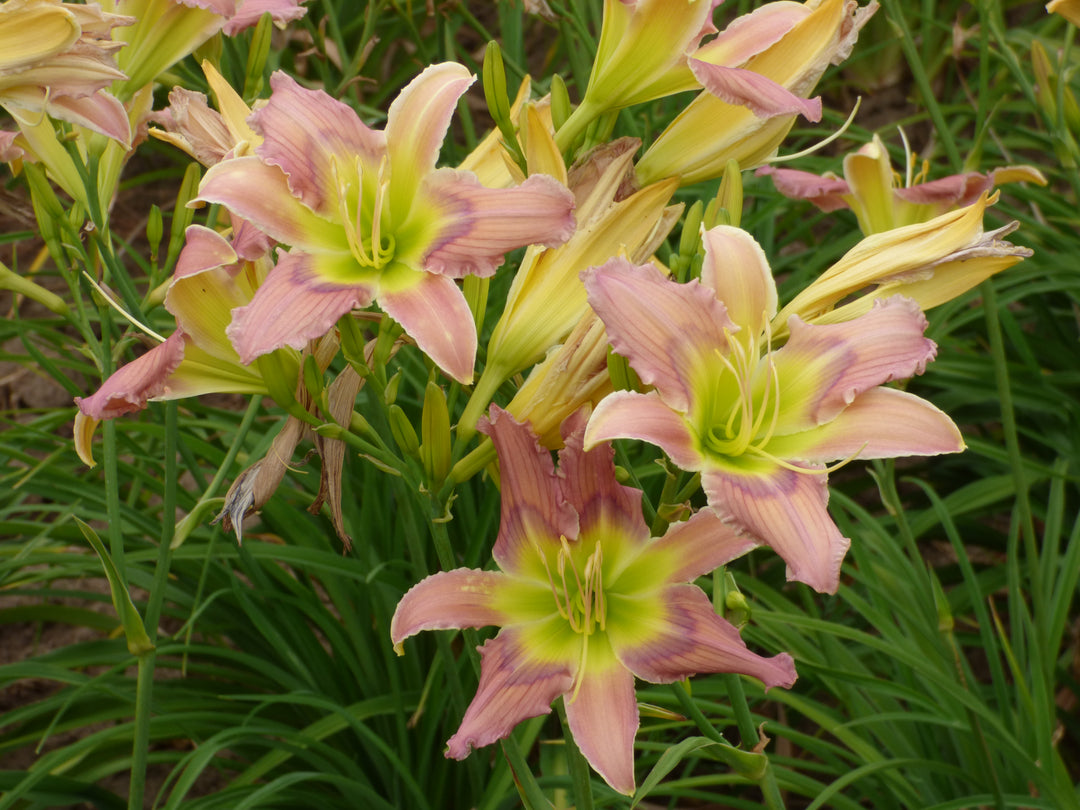 Merna Karen – Schreiner's Gardens