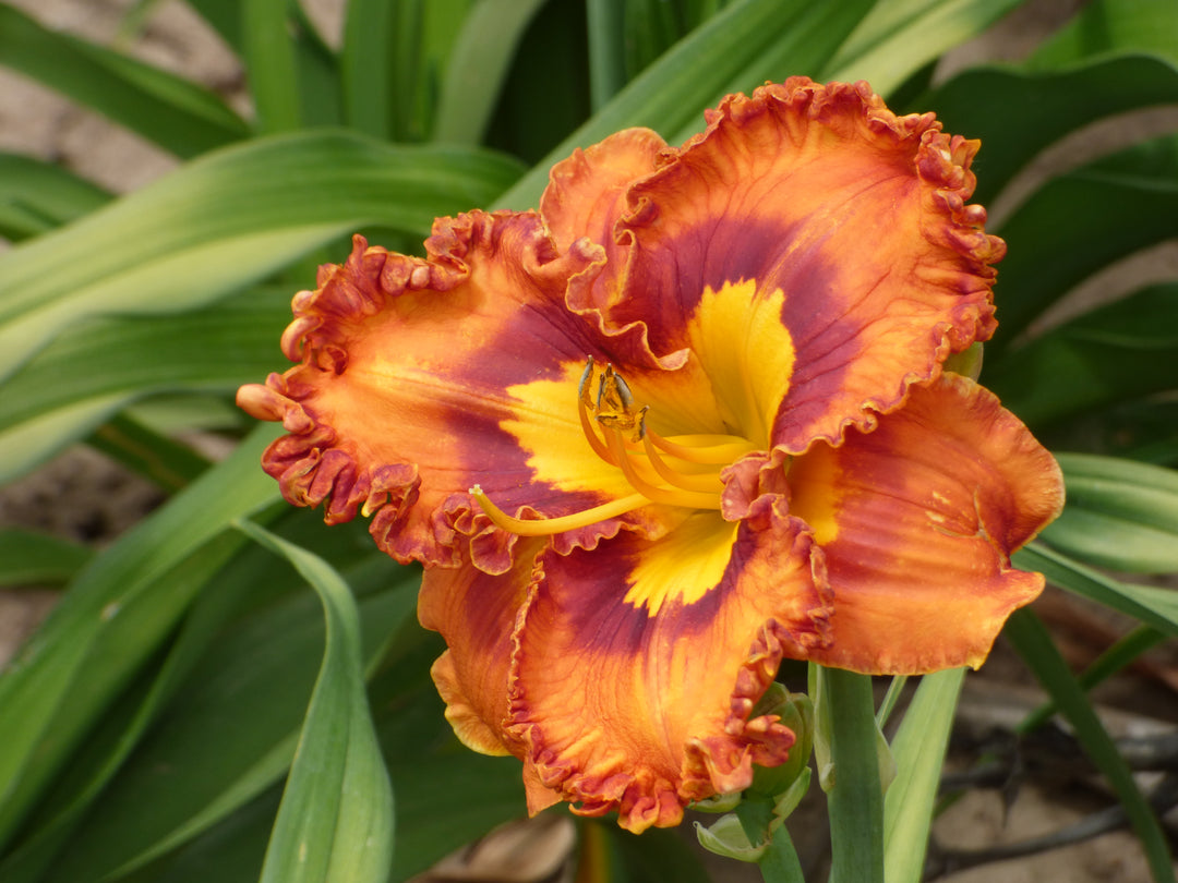 Mexican Fiesta | Spring Daylily Catalog – Schreiner's Gardens