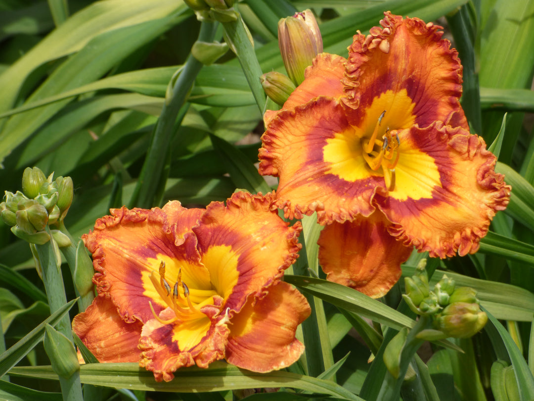 Mexican Fiesta | Spring Daylily Catalog – Schreiner's Gardens