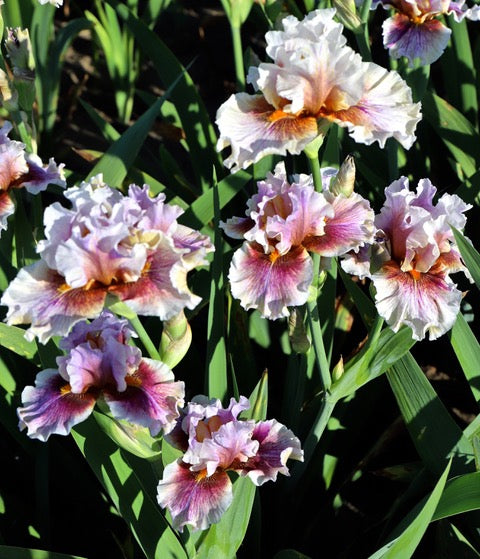 Midwest Pizzazz – Schreiner's Gardens