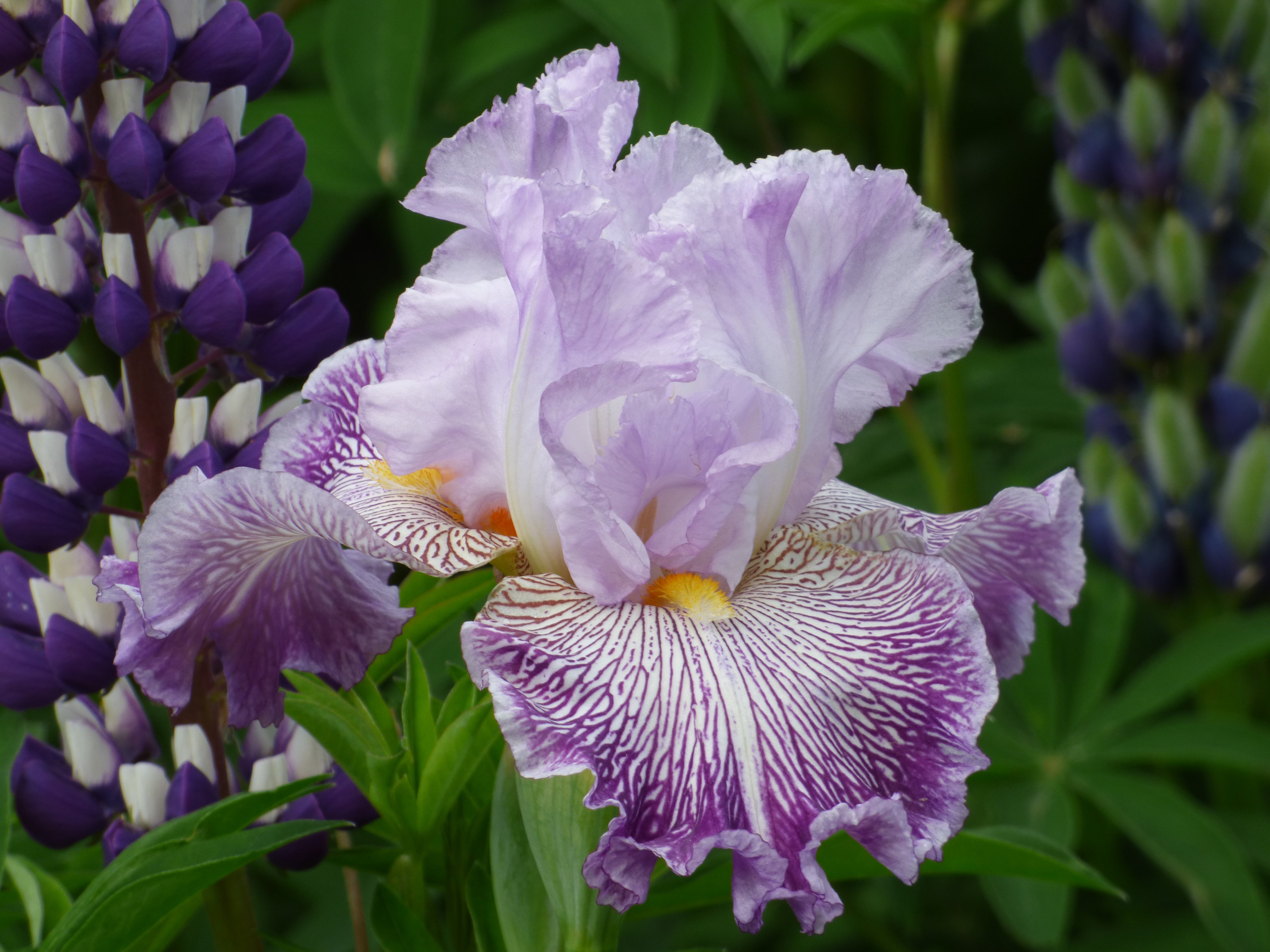 Migration Run – Schreiner's Gardens