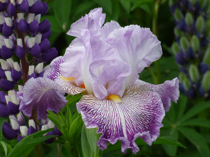Migration Run – Schreiner's Gardens