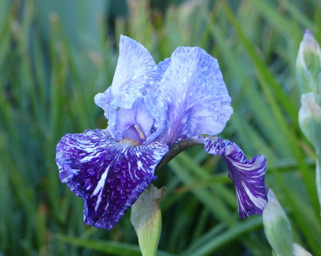 Millennium Falcon | Tall Bearded Iris – Schreiner's Gardens