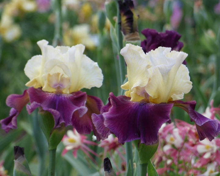 Muscle Shoals | Tall Bearded Iris – Schreiner's Gardens