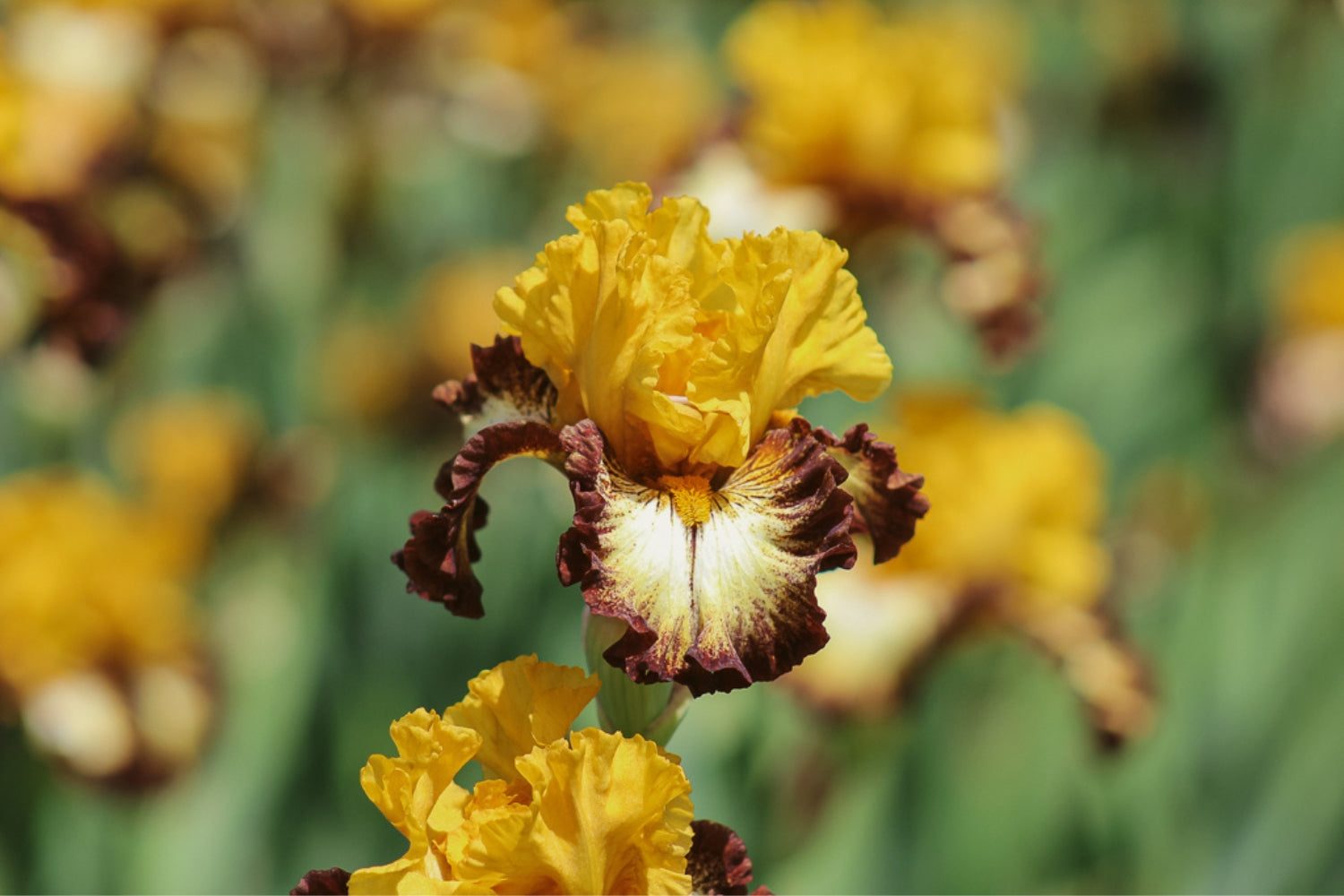 Schreiner's Iris Gardens Growing the finest Iris since 1925