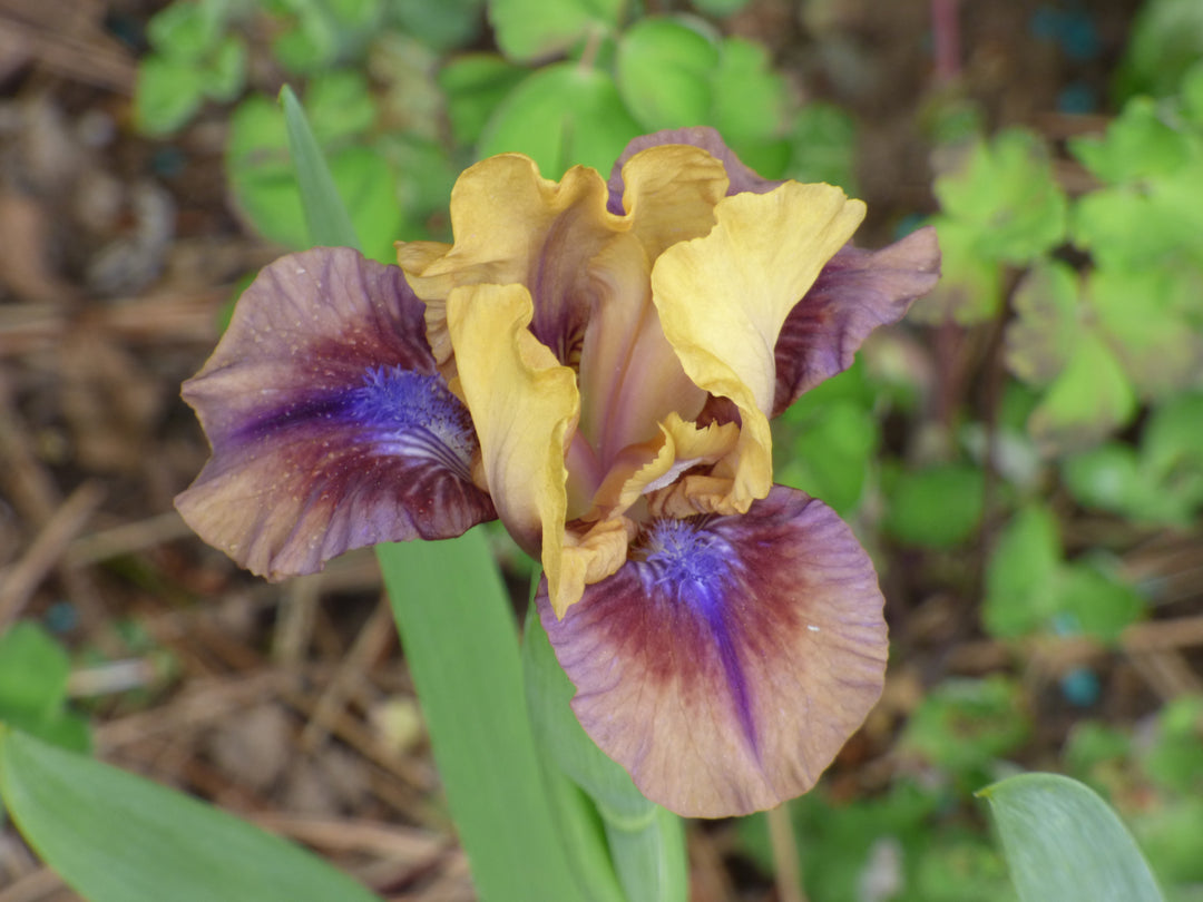 Maglissa | Dwarf Bearded Iris – Schreiner's Gardens