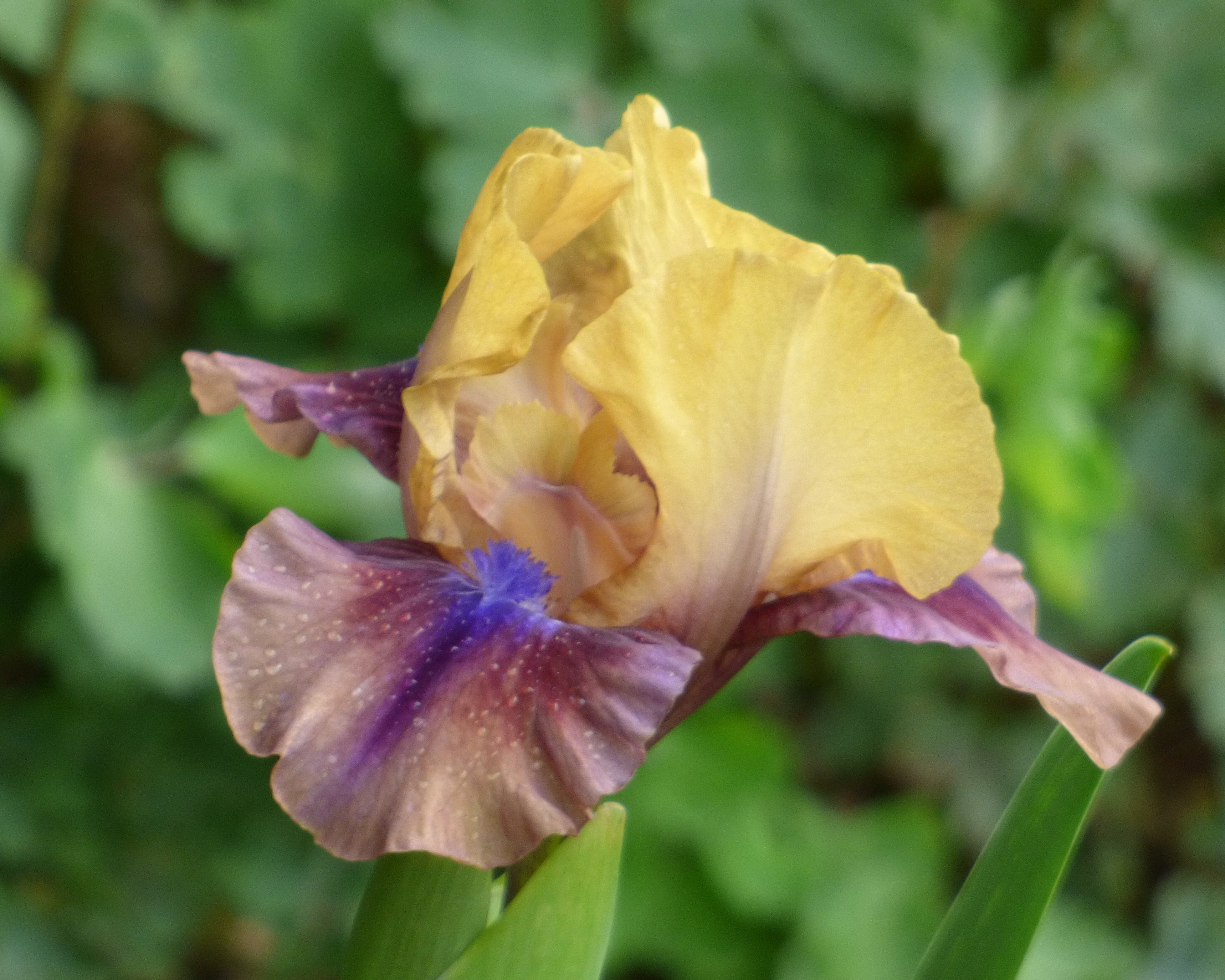 maxell JEWEL STYLE イヤホン Iris Purple Maglissa | Dwarf Bearded Iris – Schreiner's Gardens