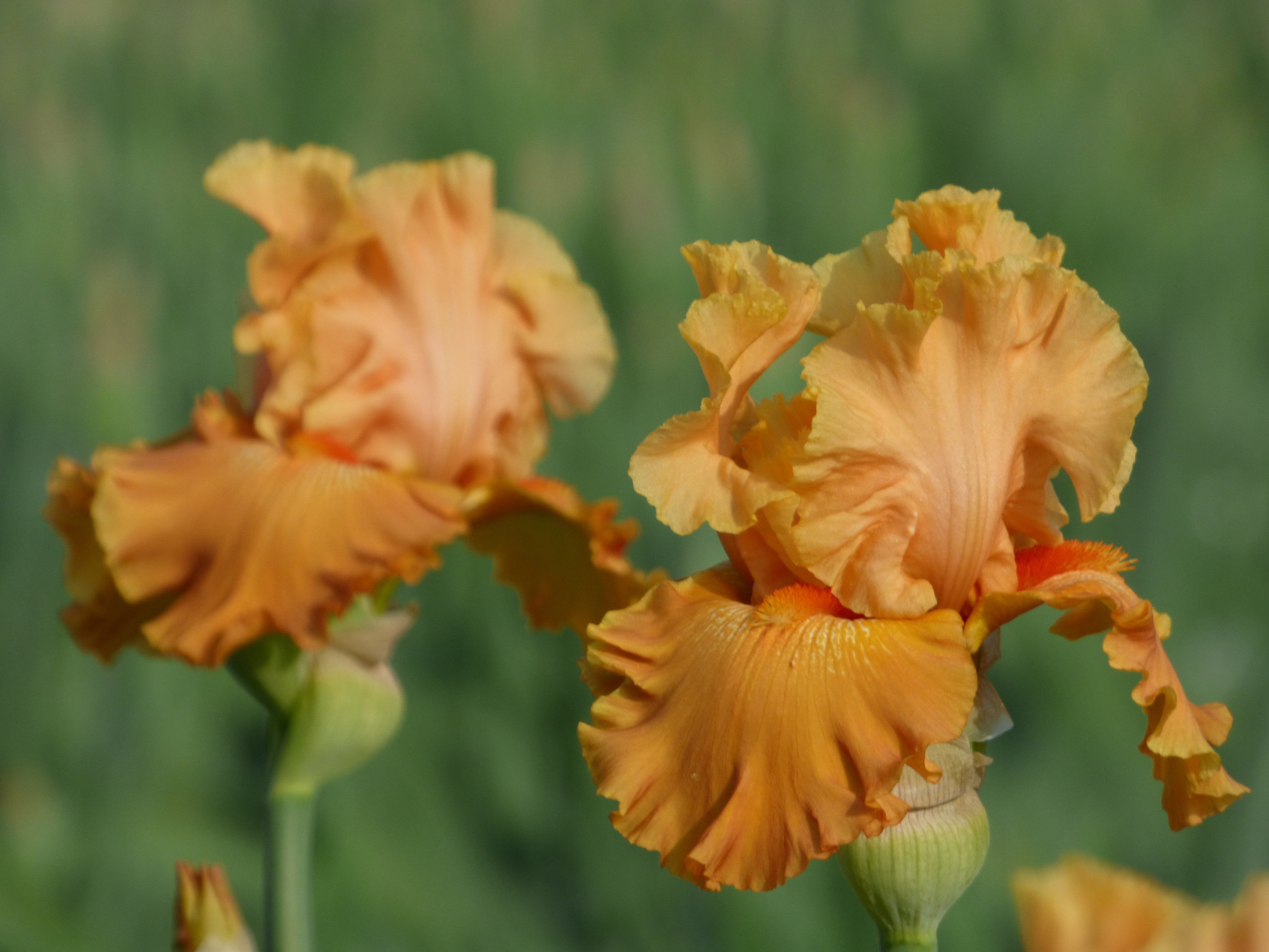 Mai Tai Join You – Schreiner's Gardens