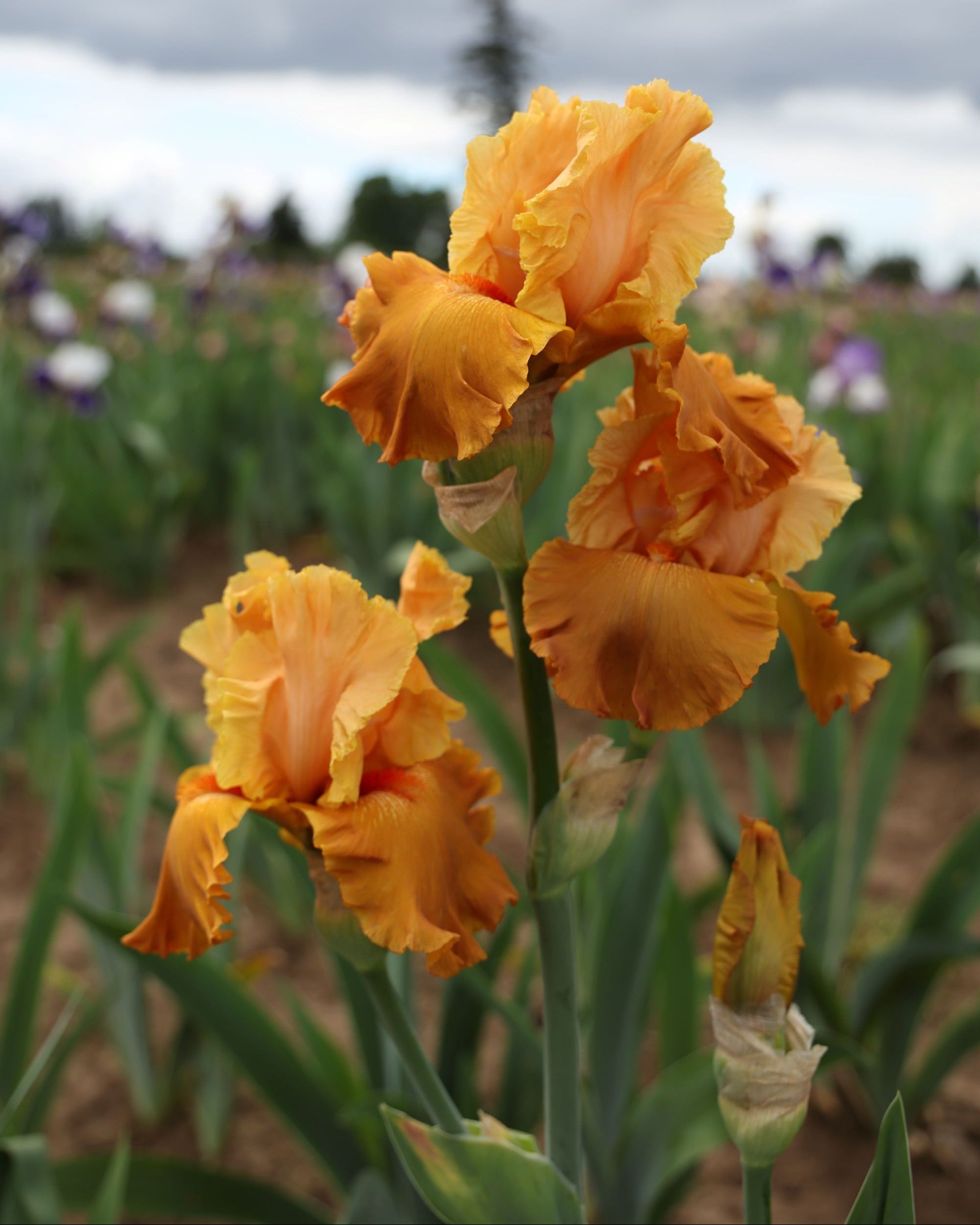 Mai Tai Join You – Schreiner's Gardens