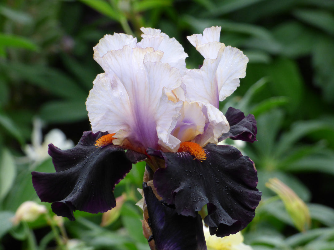 Main Street | Tall Bearded Iris – Schreiner's Gardens