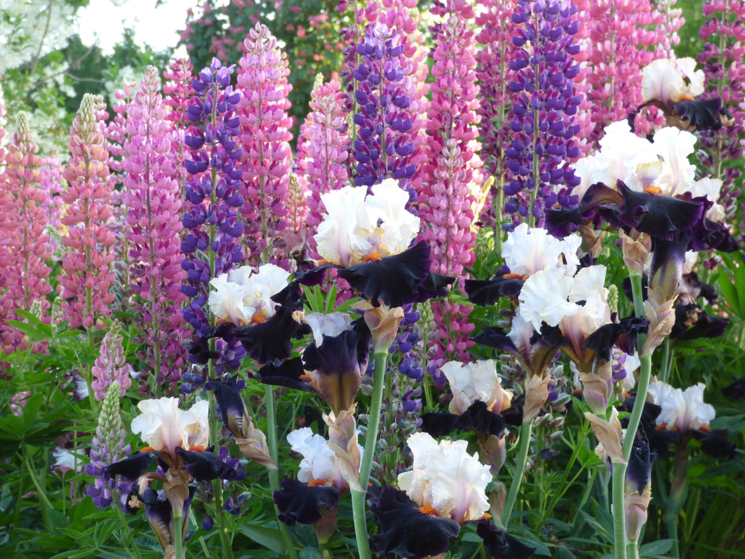 Main Street | Tall Bearded Iris – Schreiner's Gardens