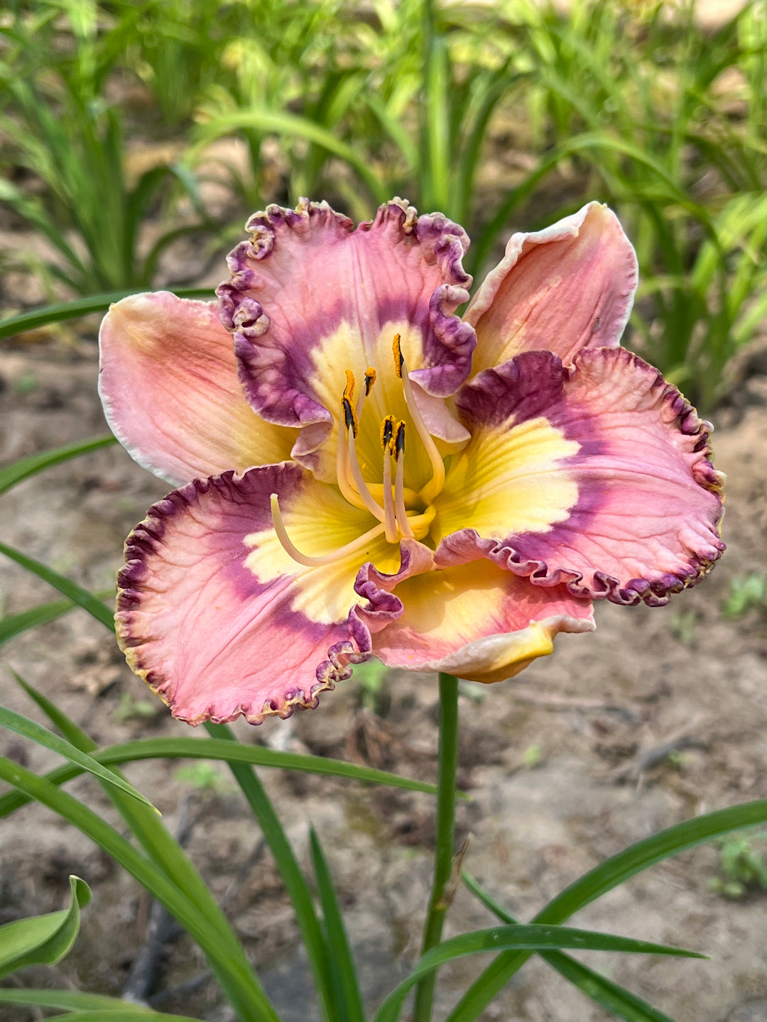 邦楽 LILLY Making Magic | Spring Daylily Catalog – Schreiner's Gardens