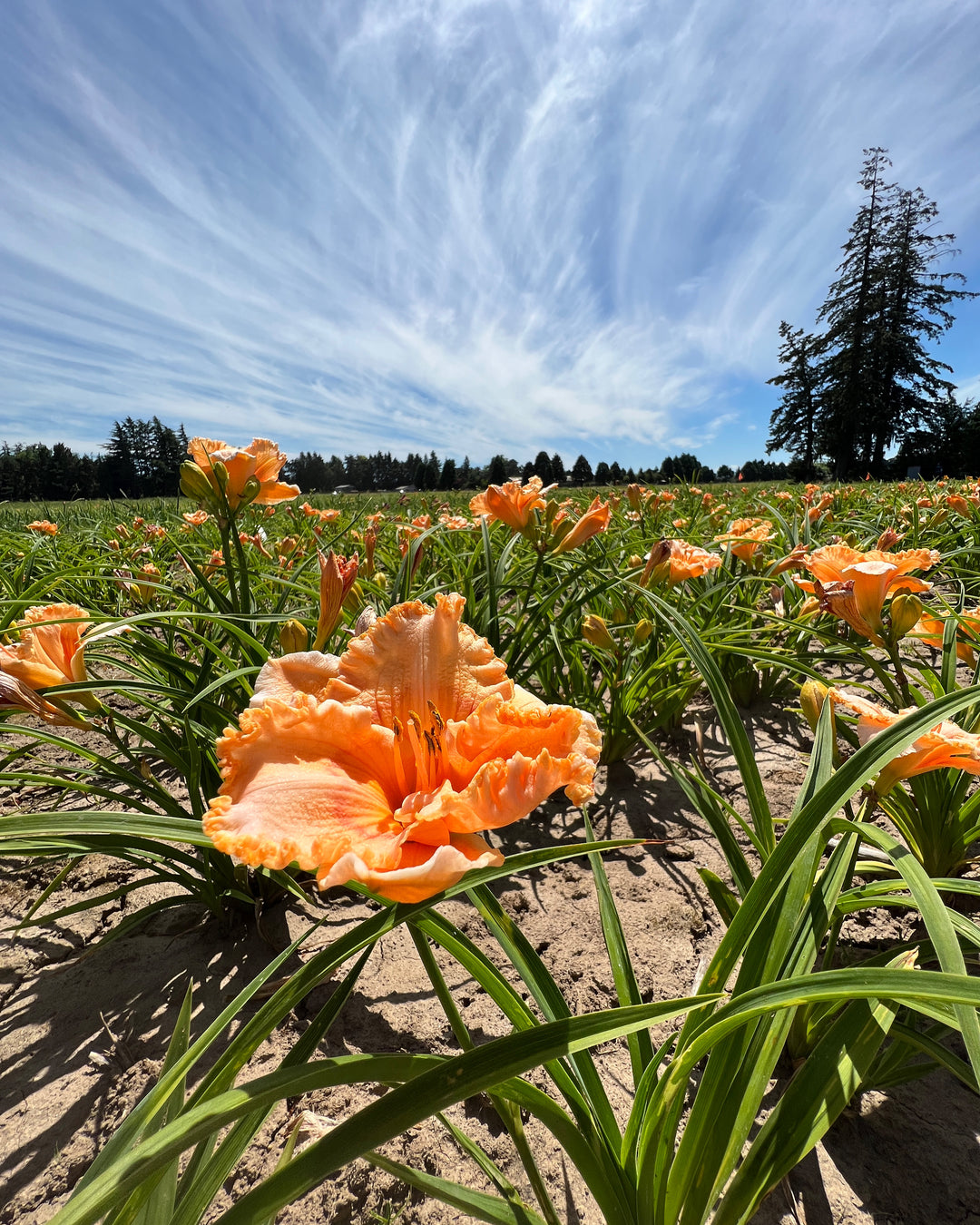 Mandolin | Spring Daylily Catalog – Schreiner's Gardens
