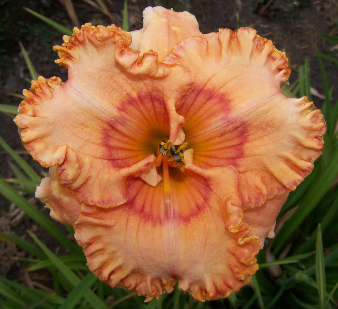 Mandolin | Spring Daylily Catalog – Schreiner's Gardens