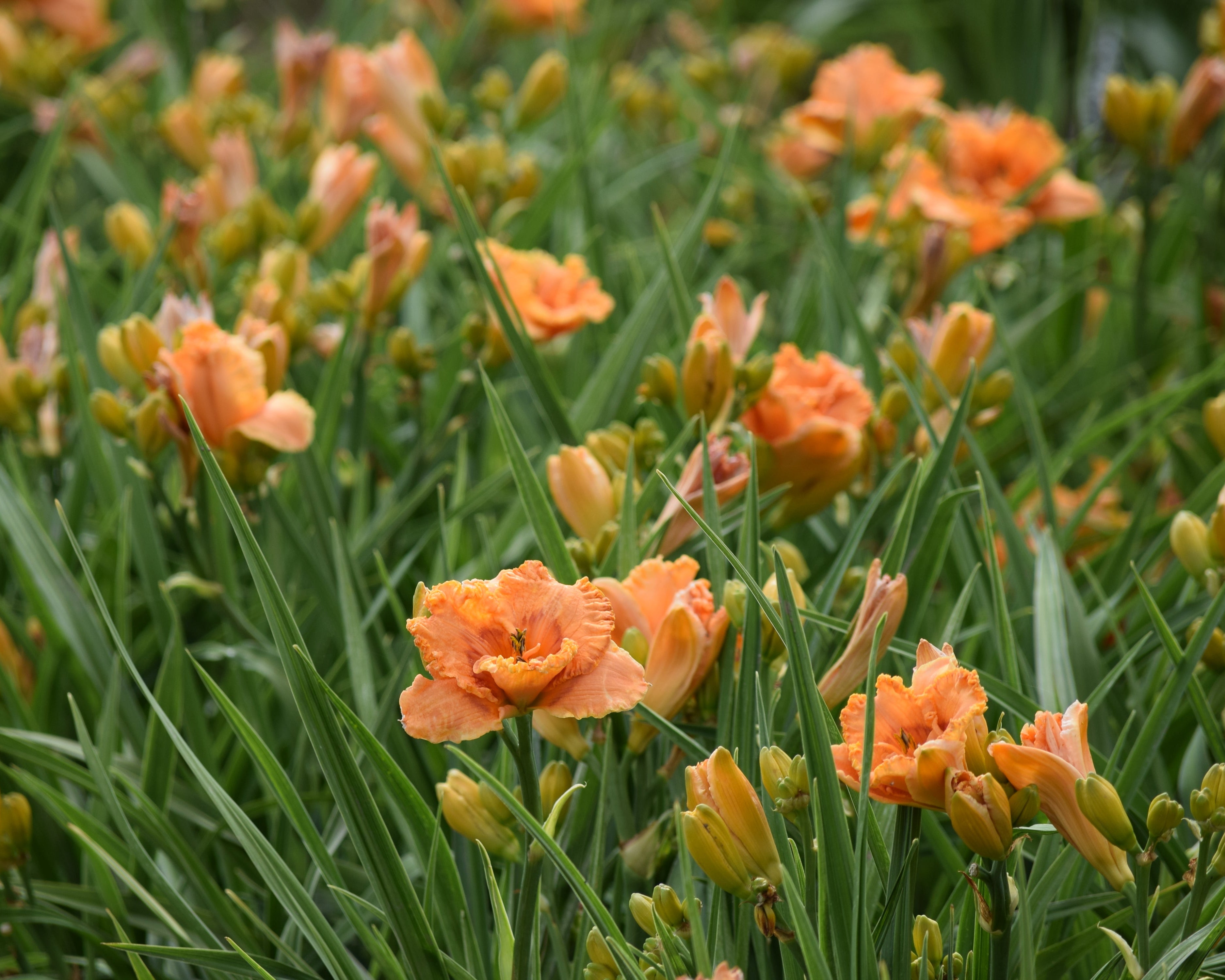 フラワー・ガーデニング mameko42 Mandolin | Spring Daylily Catalog – Schreiner's Gardens