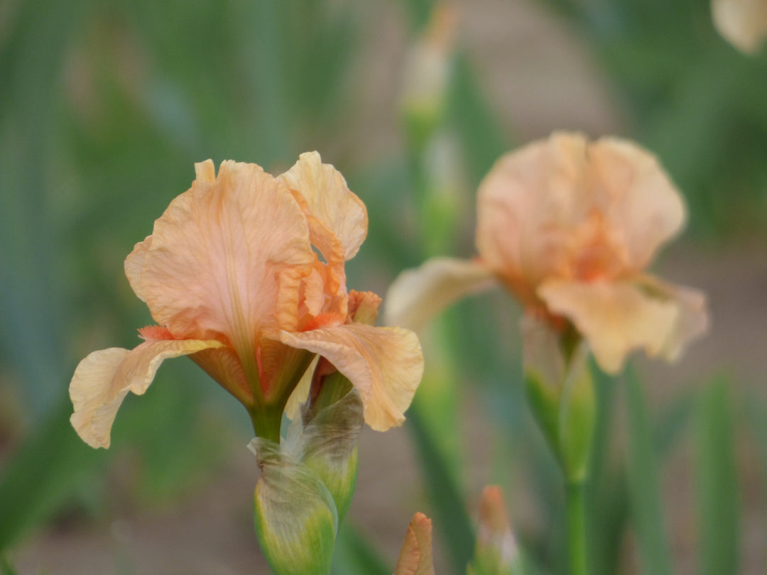 Many Mahalos | Intermediate Bearded Iris – Schreiner's Gardens