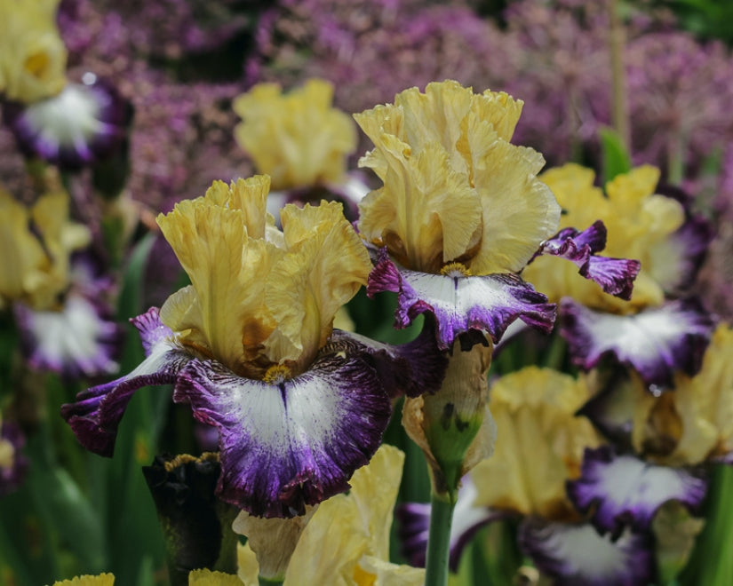 Margin Call | Tall Bearded Iris – Schreiner's Gardens