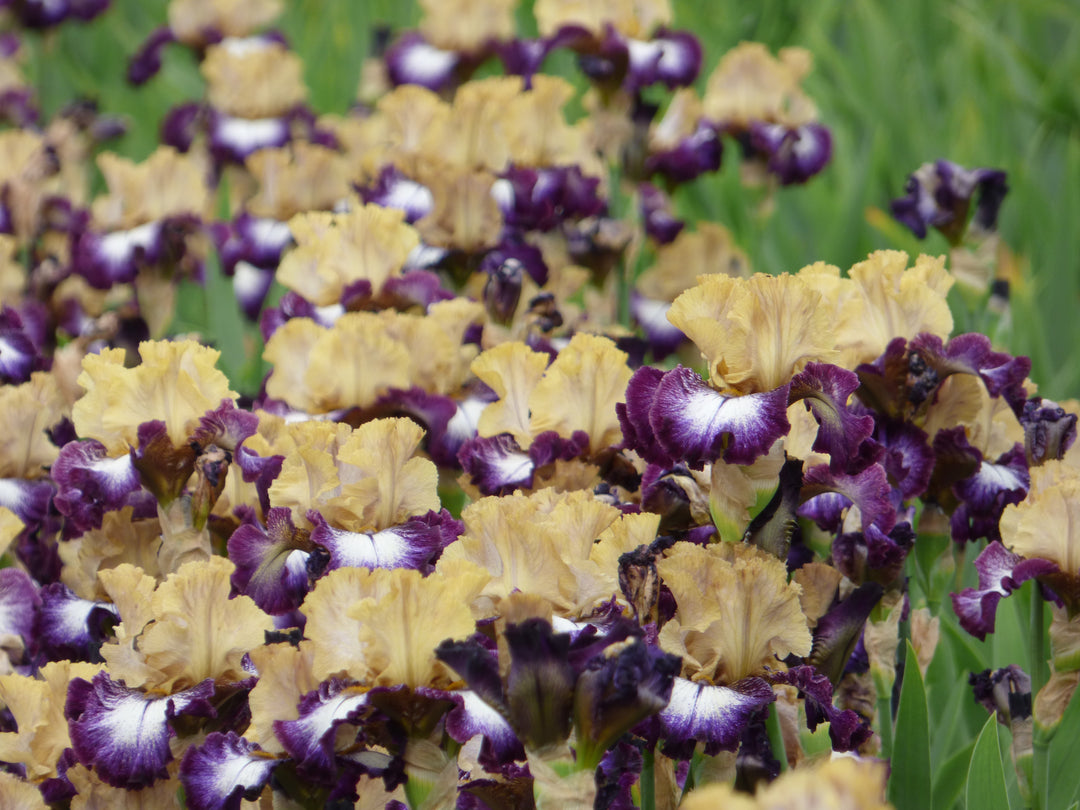 Margin Call | Tall Bearded Iris – Schreiner's Gardens