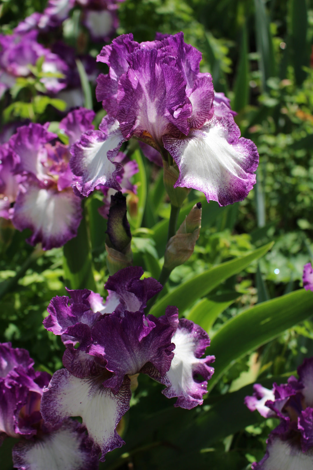 Mariposa Autumn | Tall Bearded Iris – Schreiner's Gardens