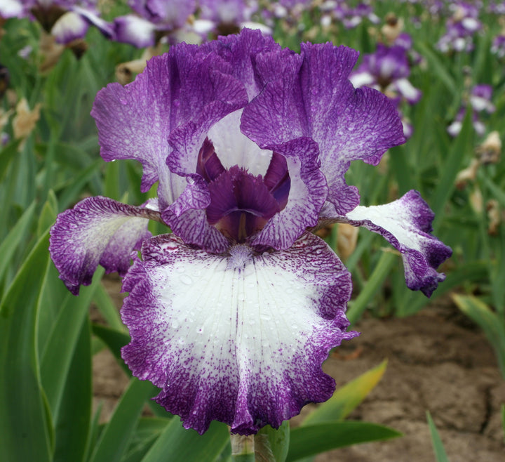 Mariposa Autumn | Tall Bearded Iris – Schreiner's Gardens