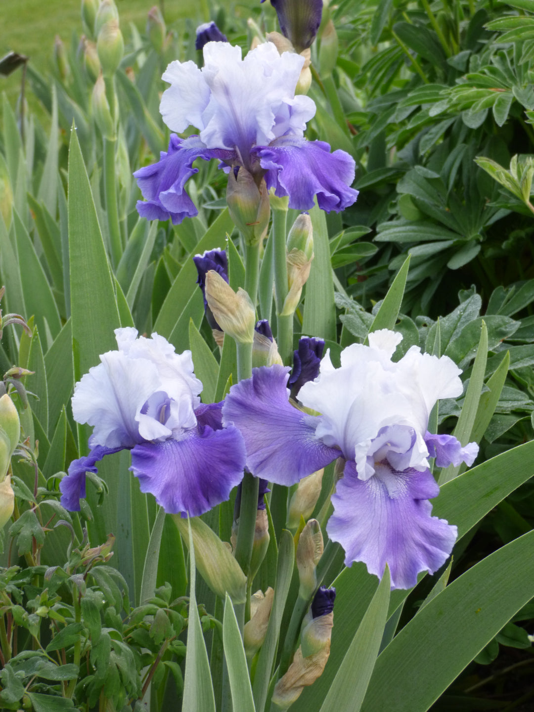 Mariposa Skies | Tall Bearded Iris – Schreiner's Gardens