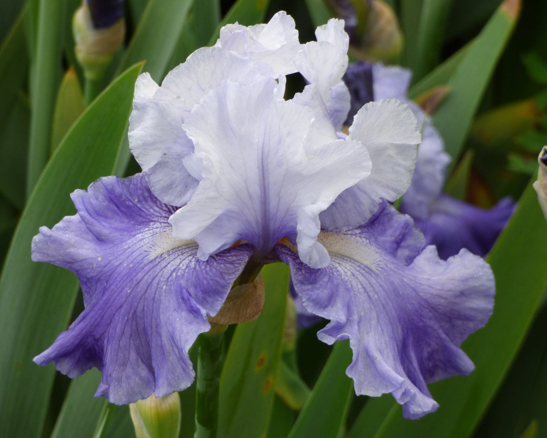 Mariposa Skies | Tall Bearded Iris – Schreiner's Gardens
