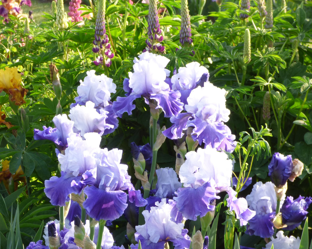 Mariposa Skies | Tall Bearded Iris – Schreiner's Gardens