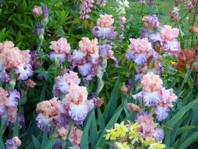 Marrying Kind | Tall Bearded Iris – Schreiner's Gardens