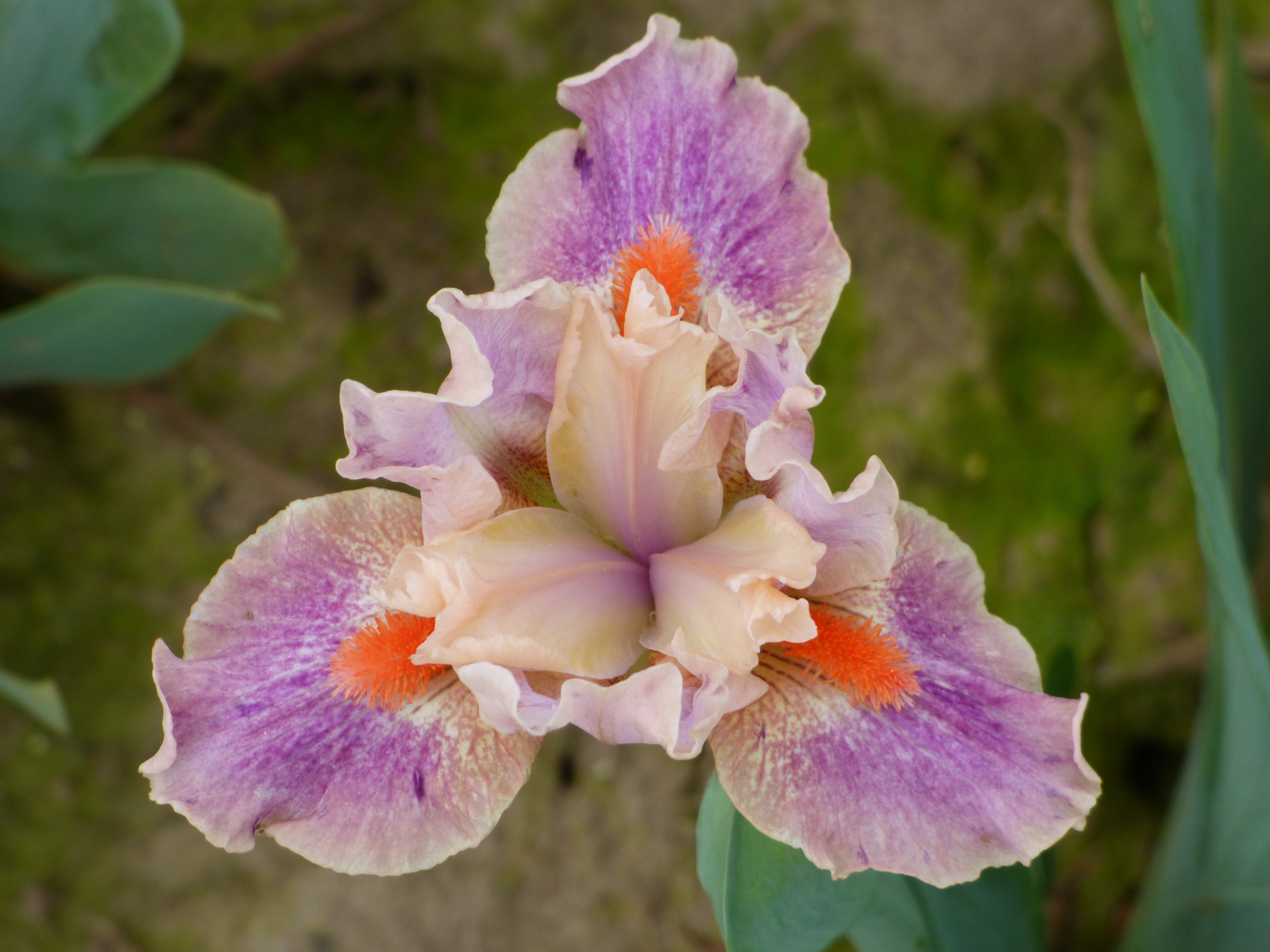 McCrae | Dwarf Bearded Iris – Schreiner's Gardens