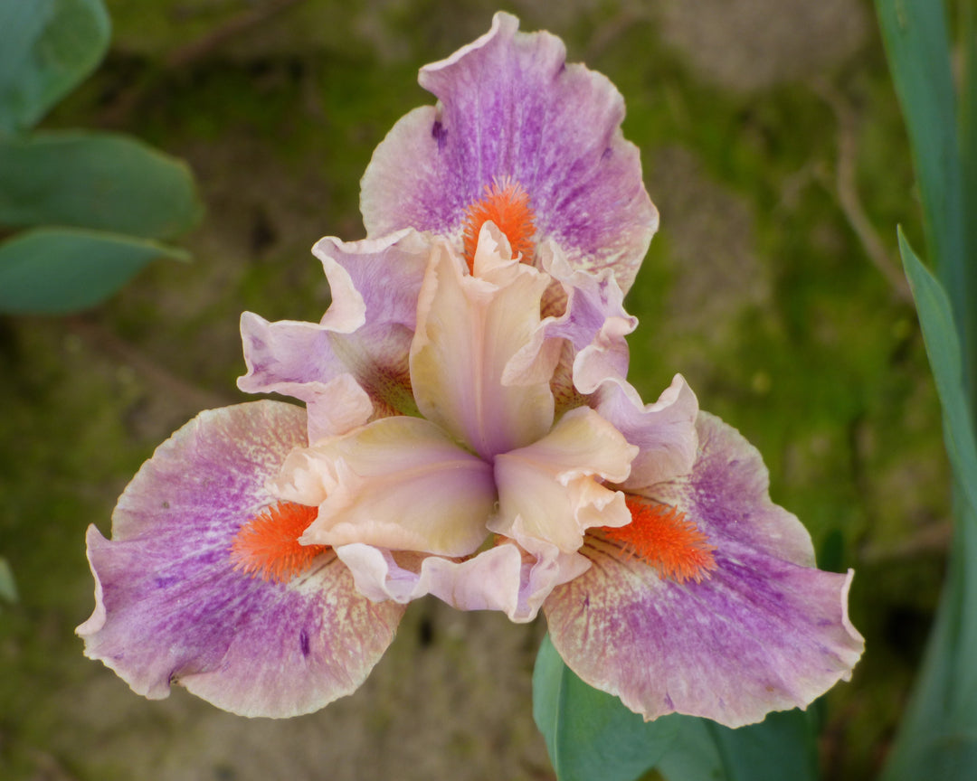 McCrae | Dwarf Bearded Iris – Schreiner's Gardens
