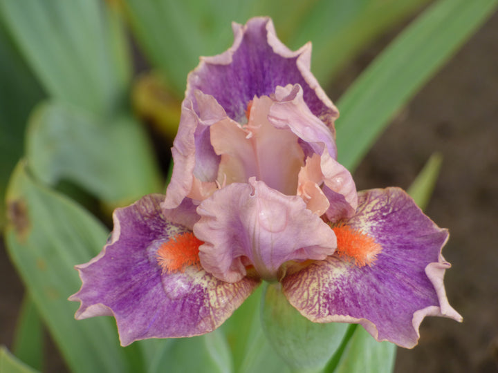 McCrae | Dwarf Bearded Iris – Schreiner's Gardens