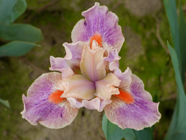 McCrae | Dwarf Bearded Iris – Schreiner's Gardens