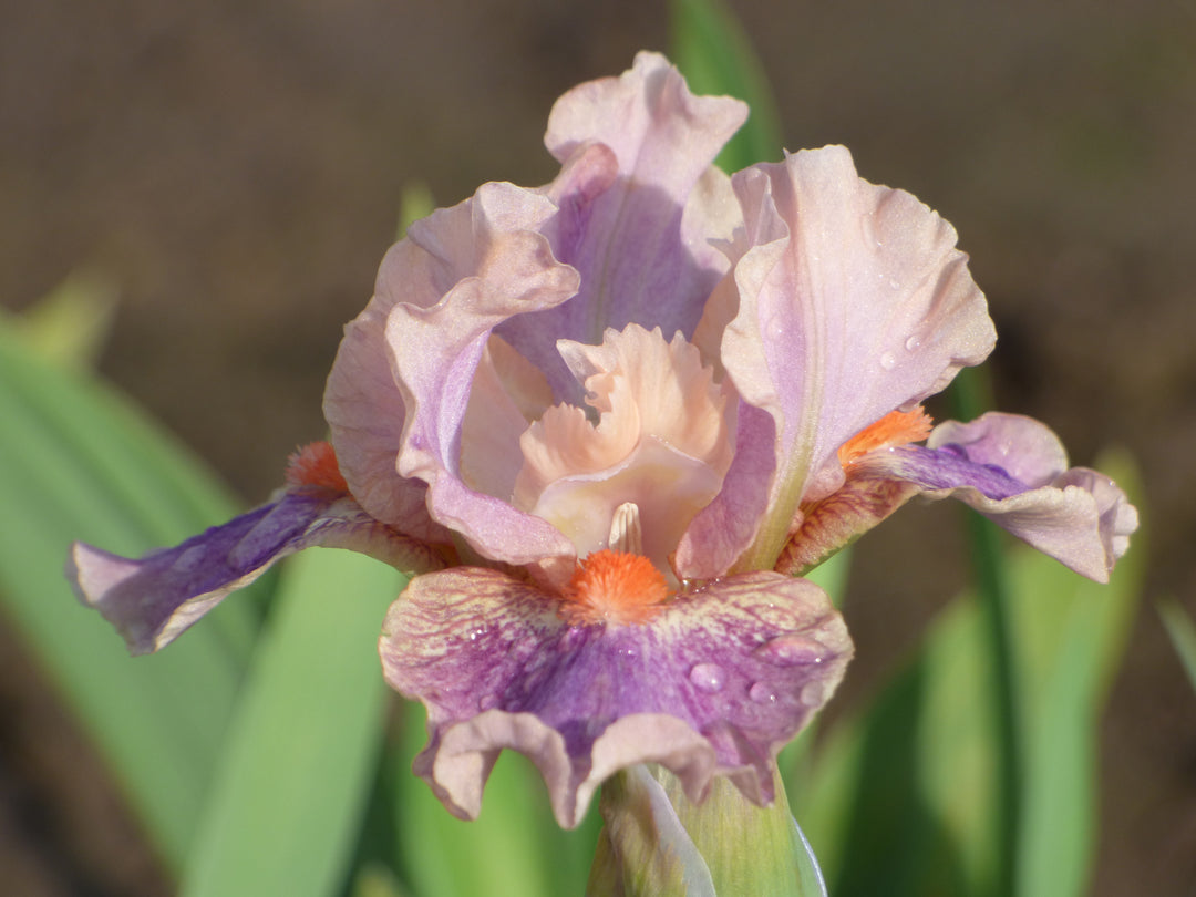 McCrae | Dwarf Bearded Iris – Schreiner's Gardens
