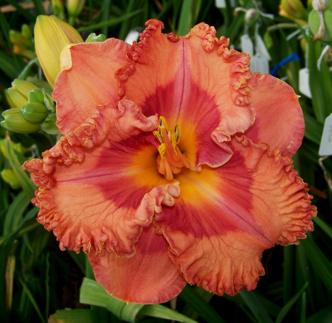 t*m様 オデッセイモールド　ウォーターリリー　睡蓮 Memorial Day | Maryott Daylilies – Schreiner's Gardens