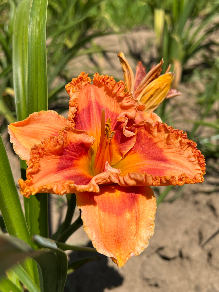 t*m様 オデッセイモールド　ウォーターリリー　睡蓮 Memorial Day | Maryott Daylilies – Schreiner's Gardens