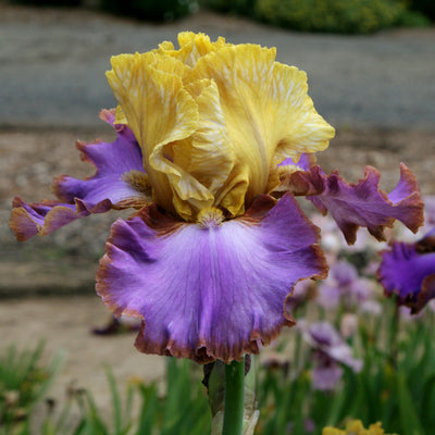 Purple Iris Bouquet
