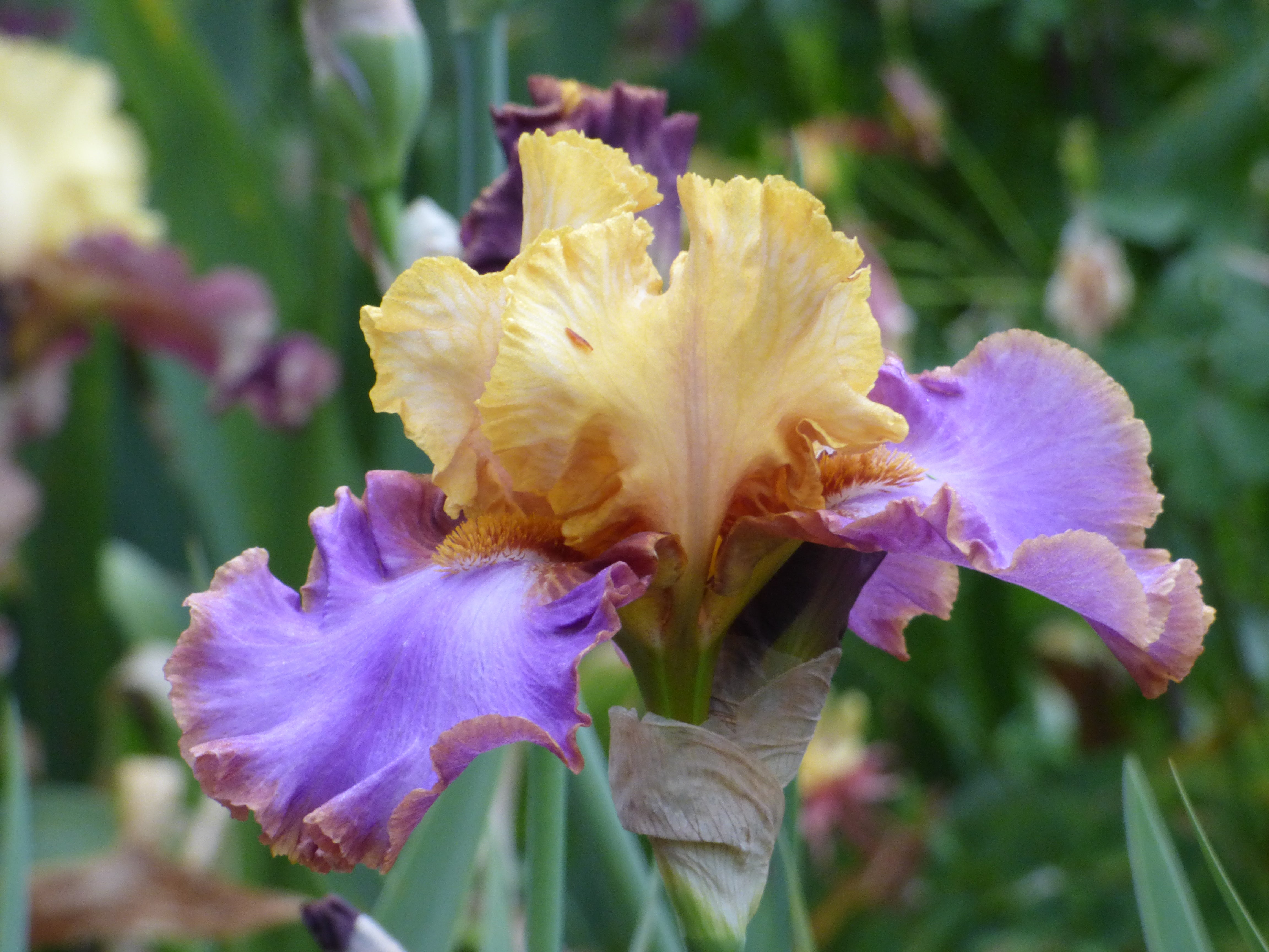 Men Are From Mars | Tall Bearded Iris – Schreiner's Gardens