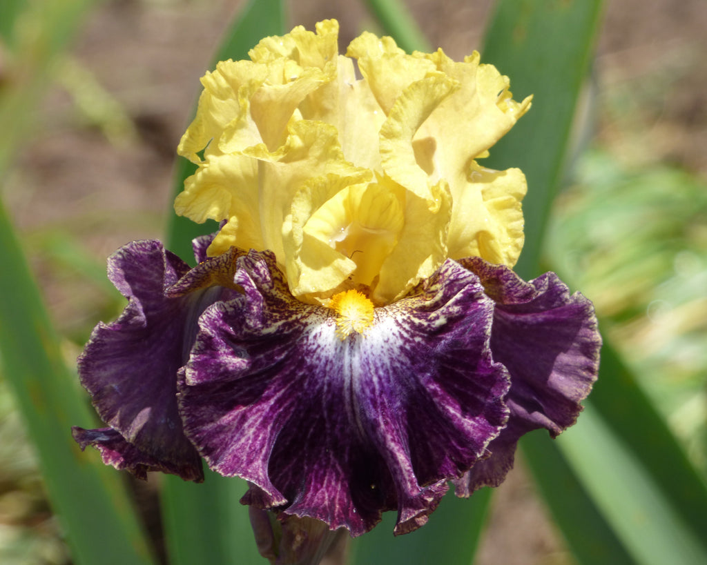 Mendacity | Tall Bearded Iris – Schreiner's Gardens