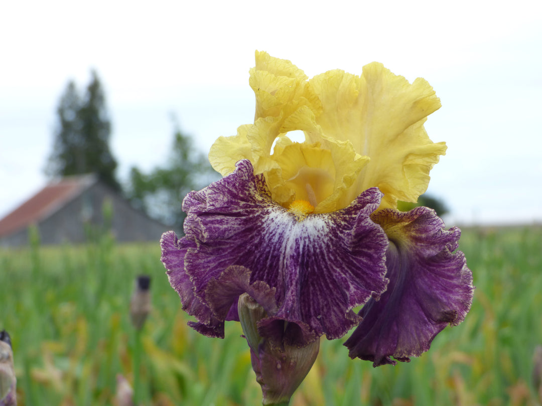 Mendacity | Tall Bearded Iris – Schreiner's Gardens