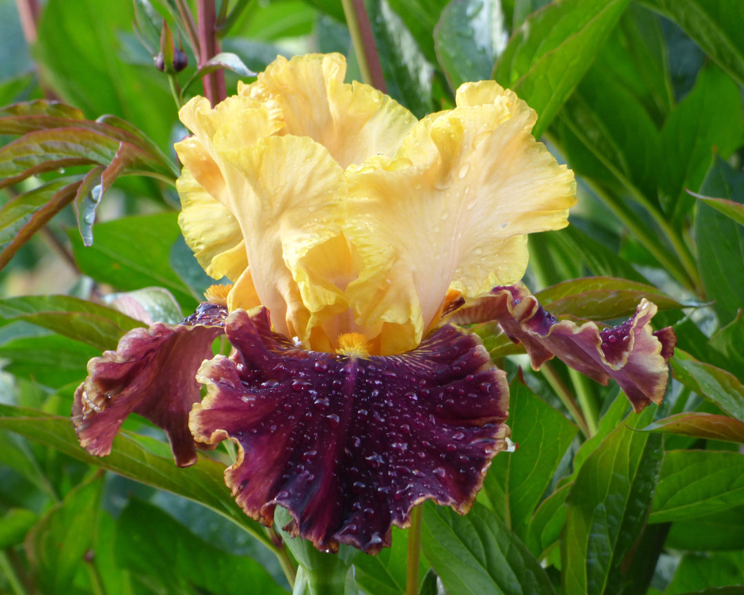 Mexican Holiday | Tall Bearded Iris – Schreiner's Gardens