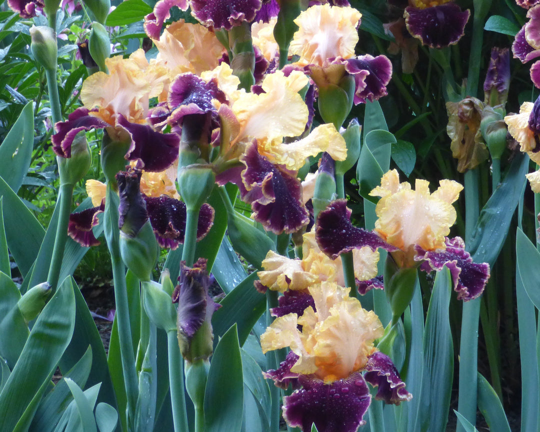 Mexican Holiday | Tall Bearded Iris – Schreiner's Gardens