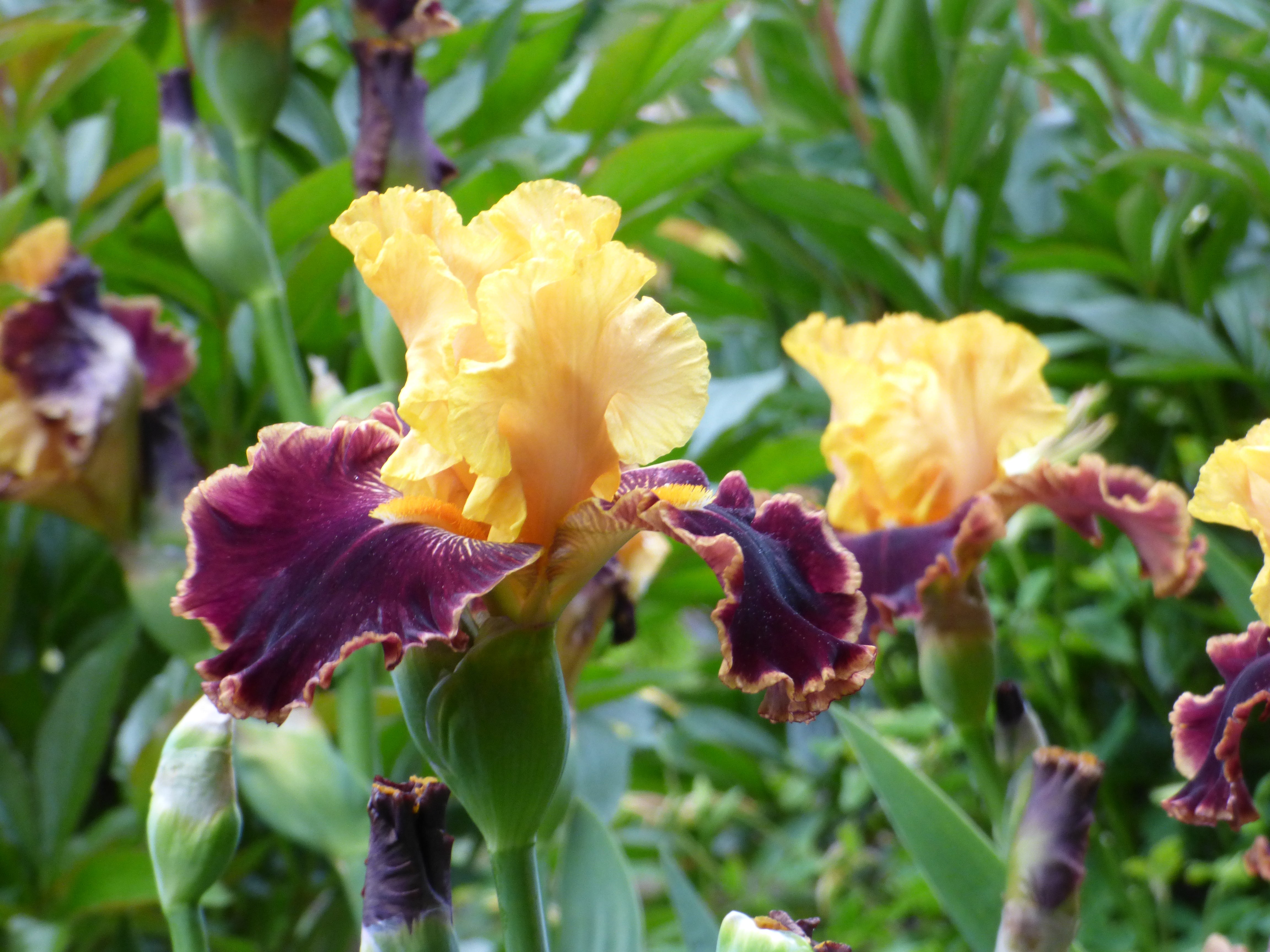 Mexican Holiday | Tall Bearded Iris – Schreiner's Gardens