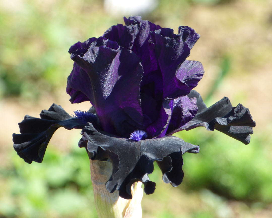 Midnight Train – Schreiner's Gardens