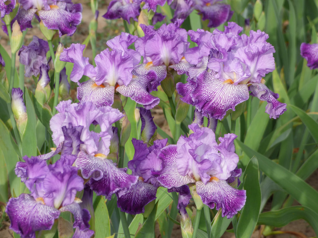 Migration Run – Schreiner's Gardens