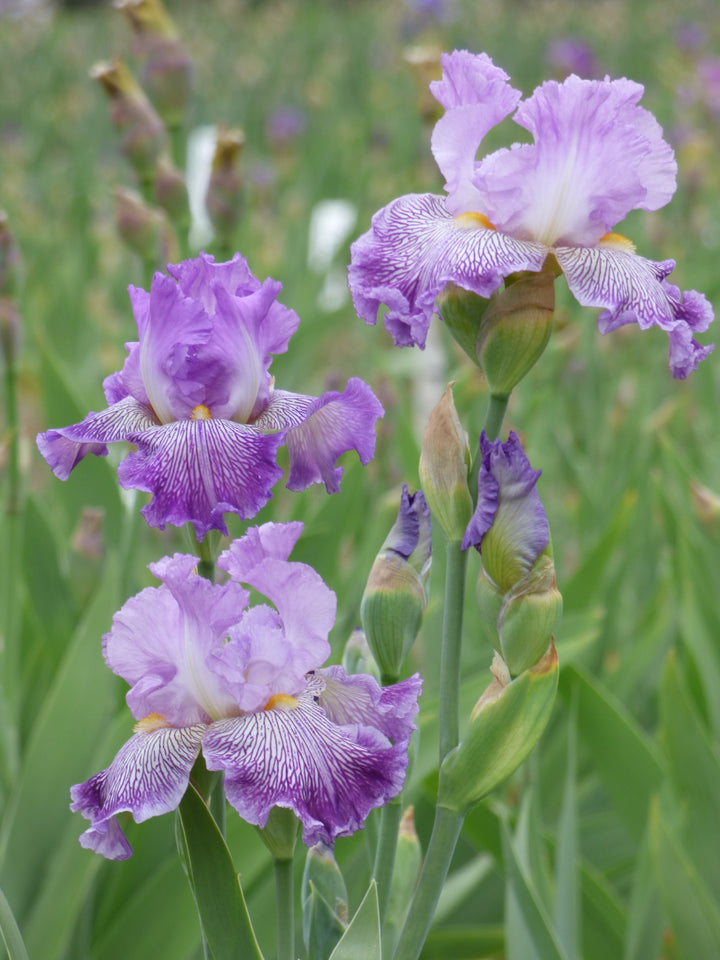 Migration Run – Schreiner's Gardens