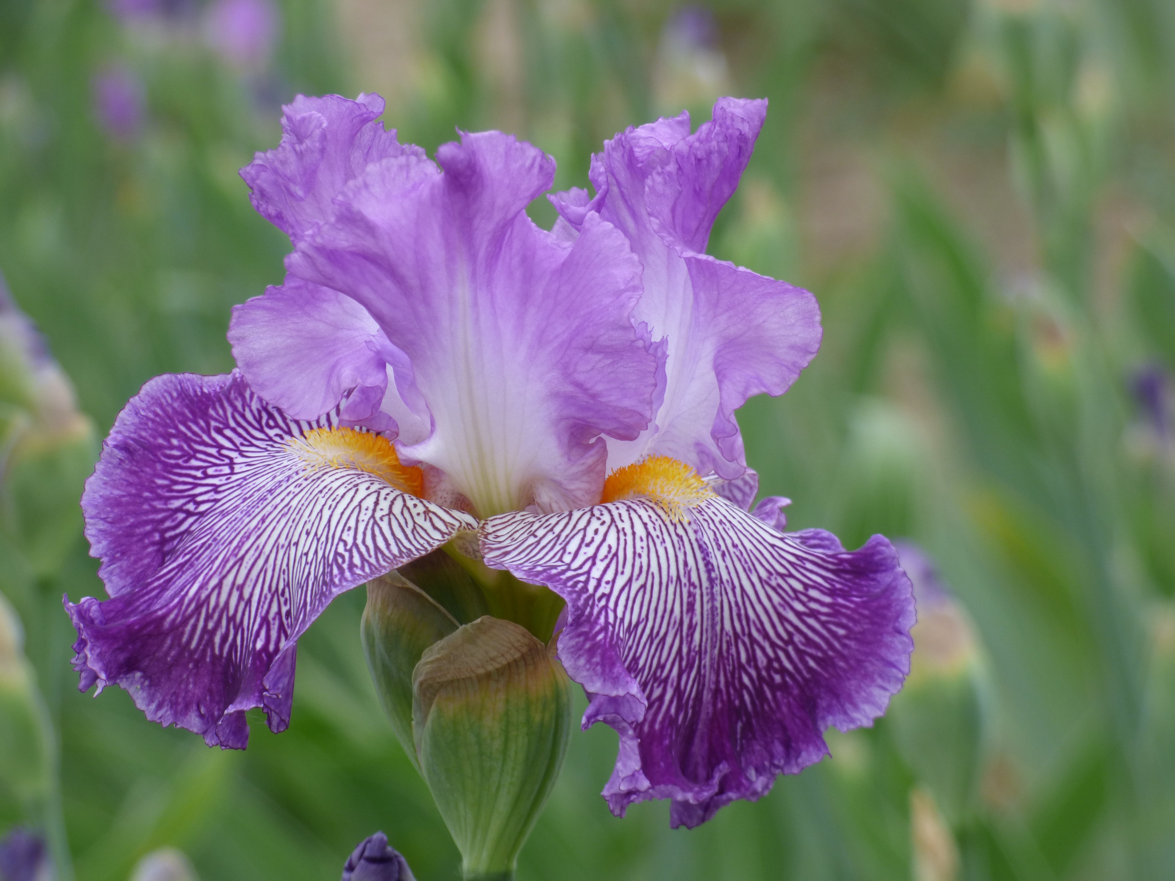 Migration Run – Schreiner's Gardens