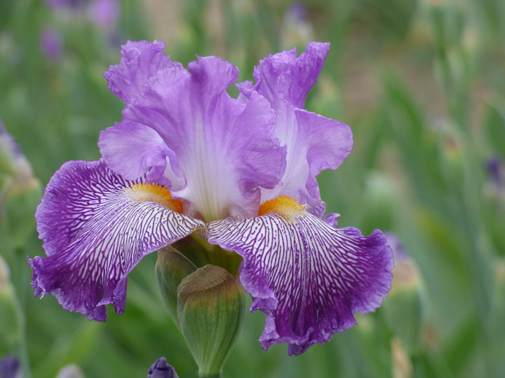 Migration Run – Schreiner's Gardens