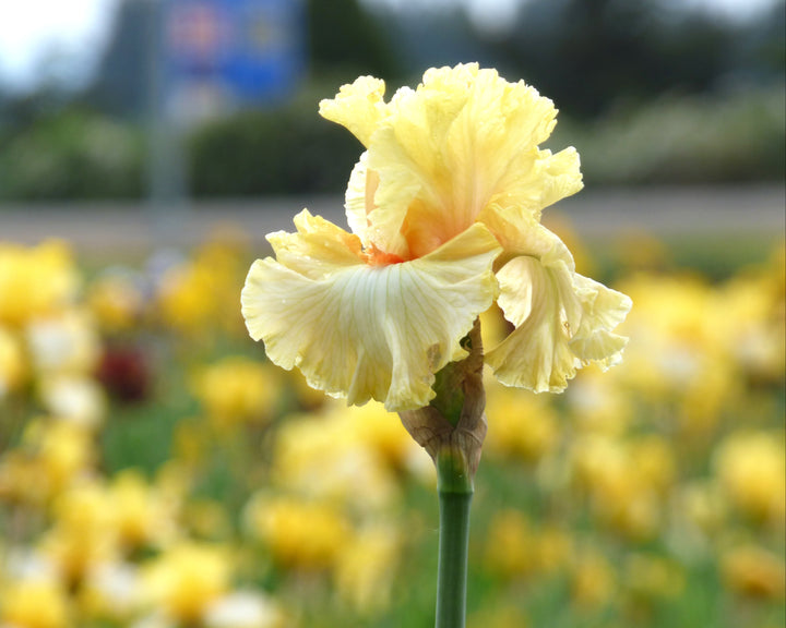 Mimosa | Tall Bearded Iris – Schreiner's Gardens