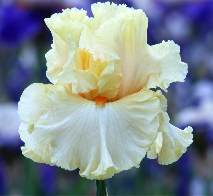 Mimosa | Tall Bearded Iris – Schreiner's Gardens