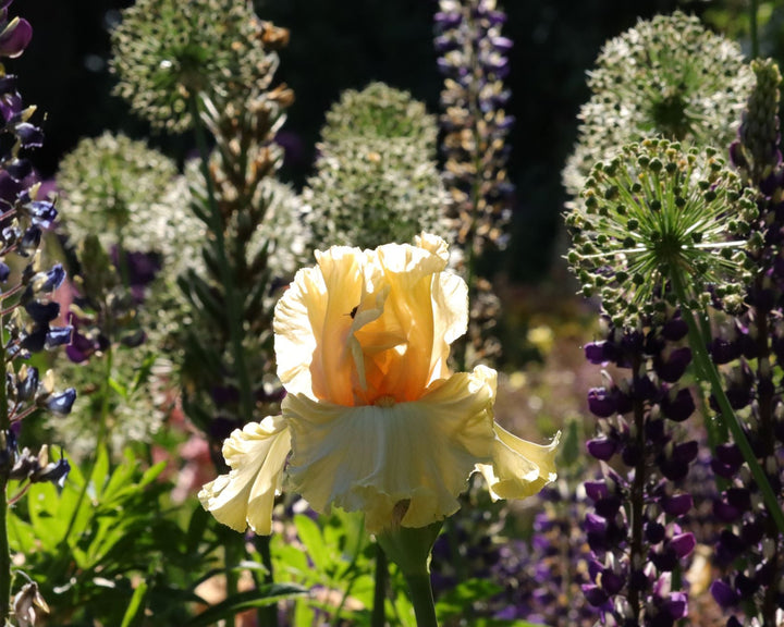 Mimosa | Tall Bearded Iris – Schreiner's Gardens
